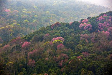  Tayland 'daki dağlarda ormanlar ve çiçekler