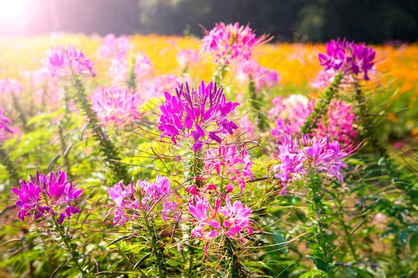 Cleome Hassleriana pembe çiçekler ve bahçe özgeçmişi
