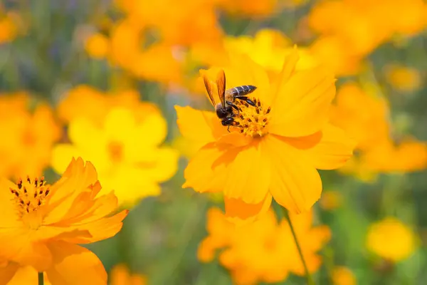 Des abeilles qui s'accrochent aux fleurs sur un fond de jardin — Photo