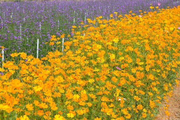 Flores amarillas sobre un hermoso fondo de jardín — Foto de Stock