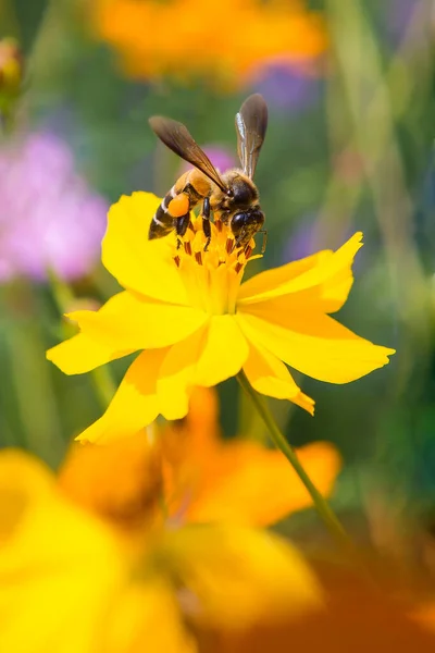 Пчелы, которые цепляются за цветы на заднем плане в саду — стоковое фото