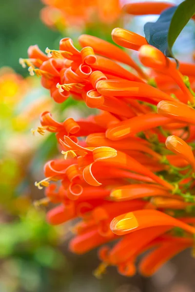 Fleurs jaunes sur un beau fond de jardin — Photo