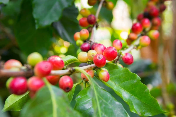 Кофейные деревья и кофейные зёрна в саду — стоковое фото