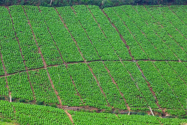 Hermosas plantaciones de verduras en las montañas en el backgrou —  Fotos de Stock