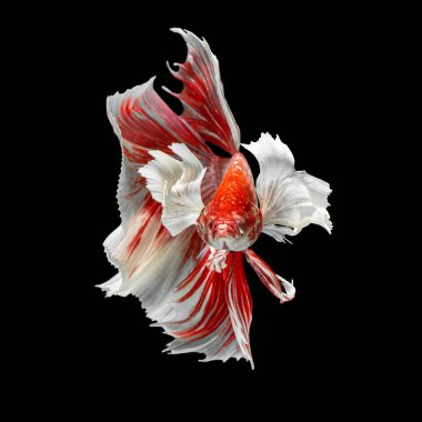 balık betta yarım ay kırmızı betta siyah arka planda izole.