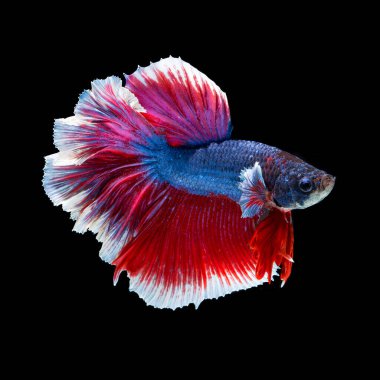 balık betta yarım ay kırmızı betta siyah arka planda izole.
