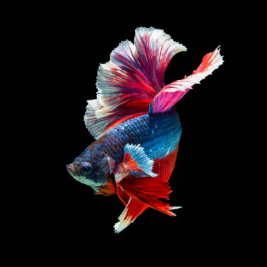 balık betta yarım ay kırmızı betta siyah arka planda izole.
