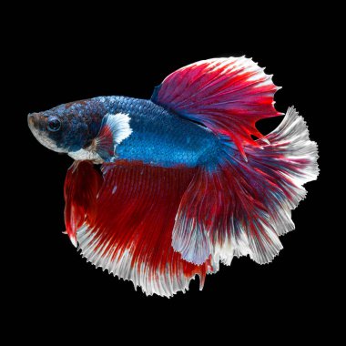 balık betta yarım ay kırmızı betta siyah arka planda izole.