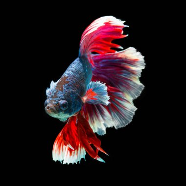 balık betta yarım ay kırmızı betta siyah arka planda izole.