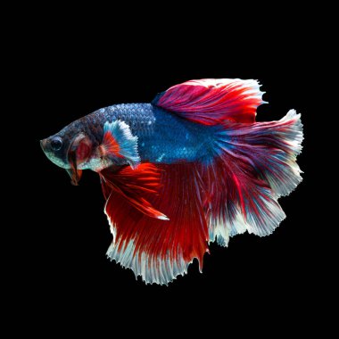 balık betta yarım ay kırmızı betta siyah arka planda izole.