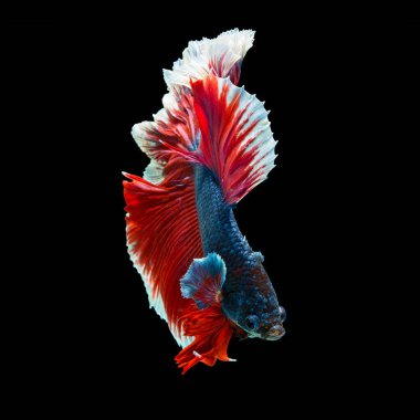 balık betta yarım ay kırmızı betta siyah arka planda izole.