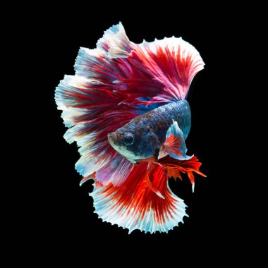 balık betta yarım ay kırmızı betta siyah arka planda izole.