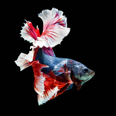 balık betta yarım ay kırmızı betta siyah arka planda izole.