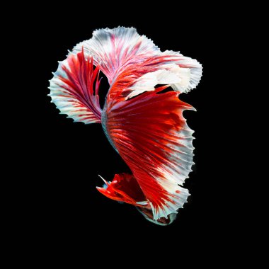 balık betta yarım ay kırmızı betta siyah arka planda izole.