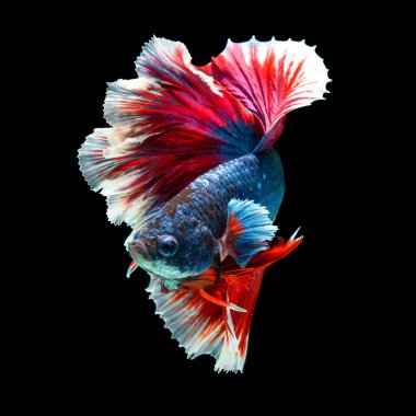 balık betta yarım ay kırmızı betta siyah arka planda izole.