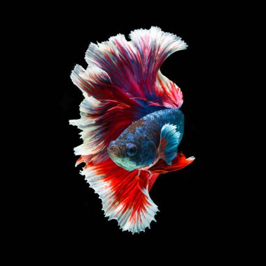 balık betta yarım ay kırmızı betta siyah arka planda izole.