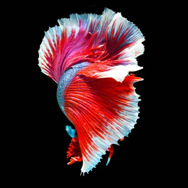 balık betta yarım ay kırmızı betta siyah arka planda izole.