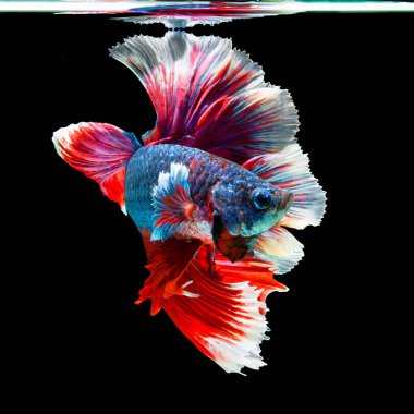 balık betta yarım ay kırmızı betta siyah arka planda izole.