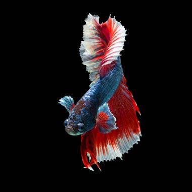 balık betta yarım ay kırmızı betta siyah arka planda izole.