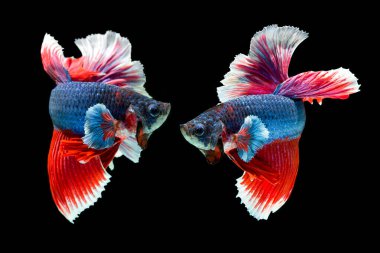 balık betta yarım ay kırmızı betta siyah arka planda izole.