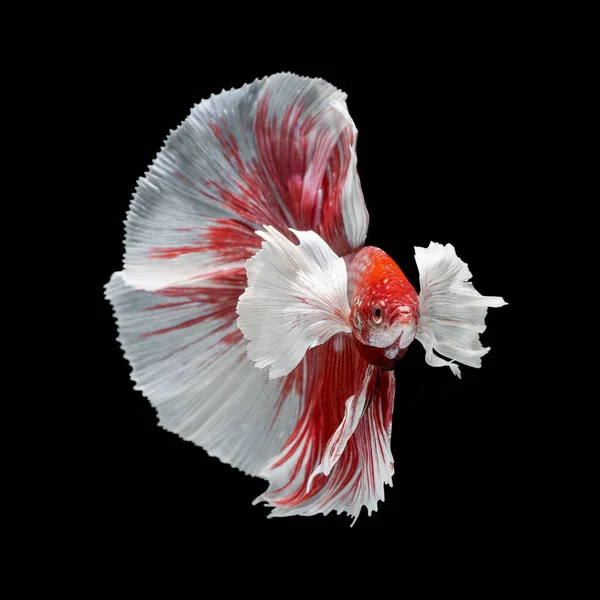 Риба Бета Напівмісяць Червона Бета Ізольована Чорному Фоні — стокове фото