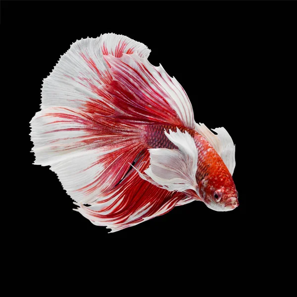 Peixe Betta Halfmoon Vermelho Betta Isolado Fundo Preto — Fotografia de Stock