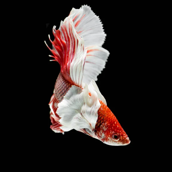 Ryba Betta Półksiężyc Czerwony Betta Izolowane Czarnym Tle — Zdjęcie stockowe