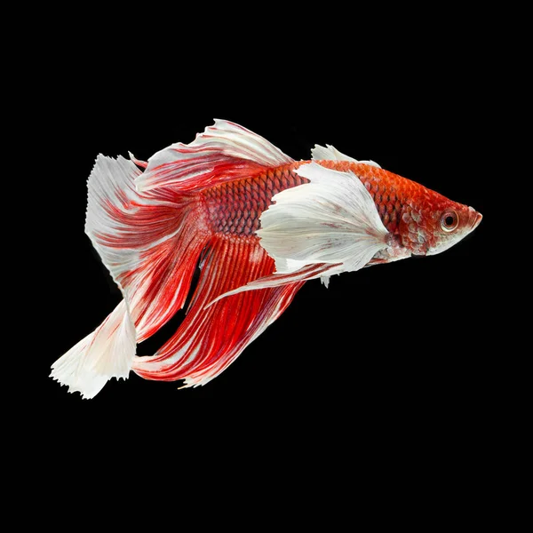 Fisch Betta Halfmoon Red Betta Isoliert Auf Schwarzem Hintergrund — Stockfoto