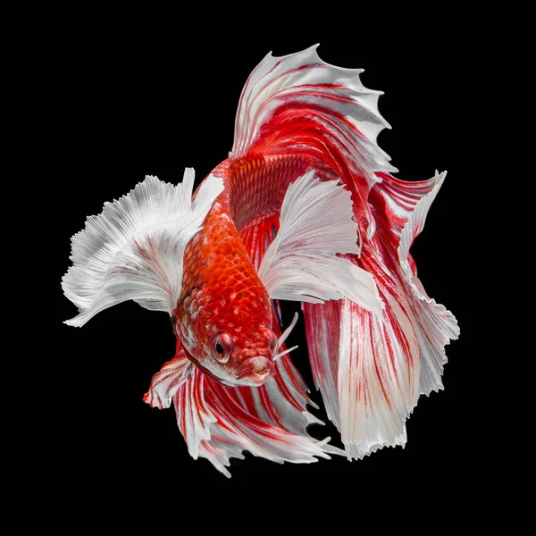 Pez Betta Halfmoon Rojo Betta Aislado Sobre Fondo Negro — Foto de Stock