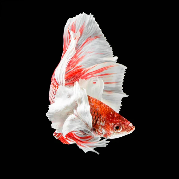 Fish Betta Halfmoon Red Betta Isolated Black Background — Stock Photo, Image