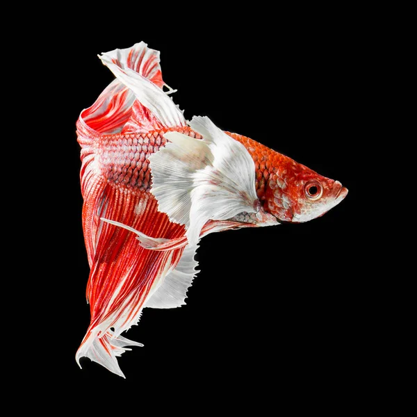 Poisson Betta Halfmoon Betta Rouge Isolé Sur Fond Noir — Photo