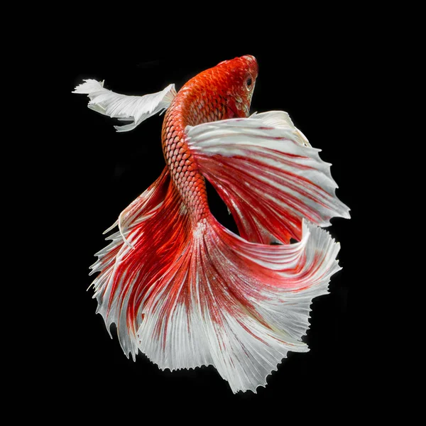 Peixe Betta Halfmoon Vermelho Betta Isolado Fundo Preto — Fotografia de Stock