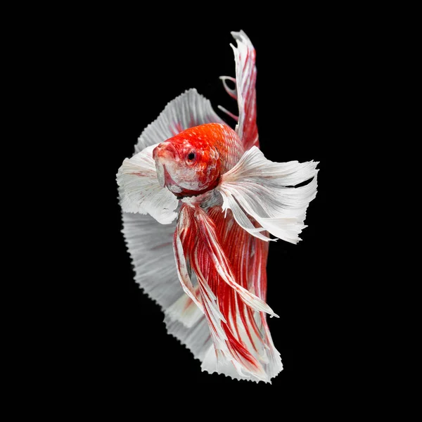 Peixe Betta Halfmoon Vermelho Betta Isolado Fundo Preto — Fotografia de Stock