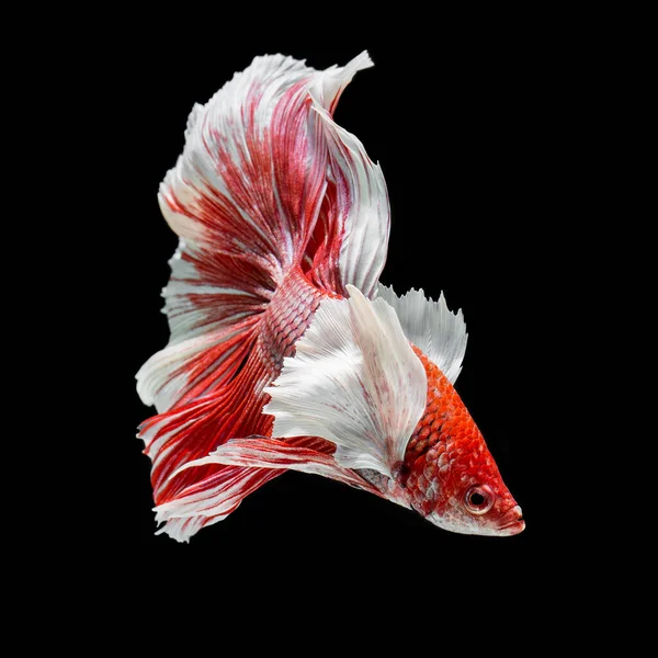 Peixe Betta Halfmoon Vermelho Betta Isolado Fundo Preto — Fotografia de Stock