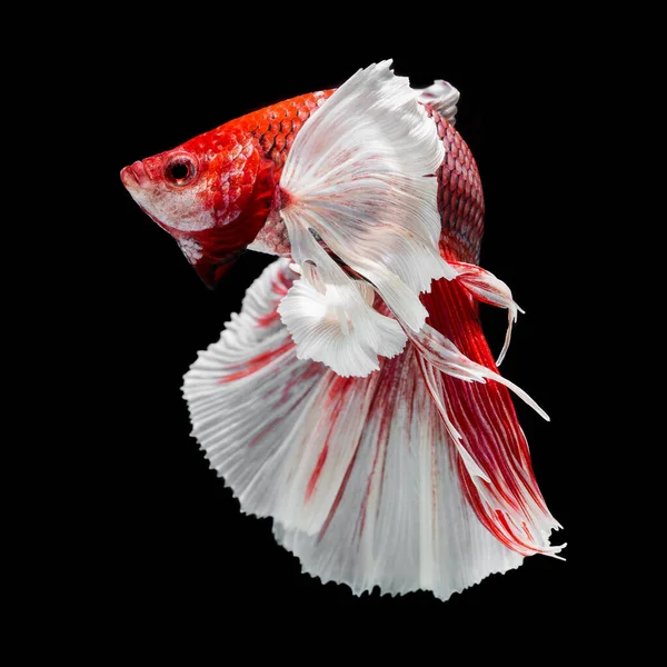 Fisch Betta Halfmoon Red Betta Isoliert Auf Schwarzem Hintergrund — Stockfoto