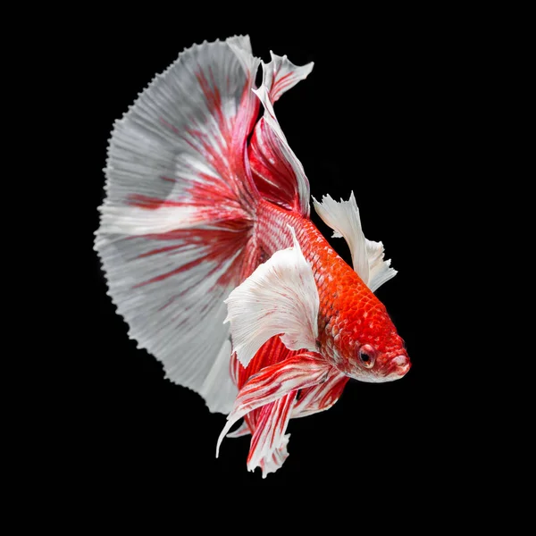 Ryba Betta Półksiężyc Czerwony Betta Izolowane Czarnym Tle — Zdjęcie stockowe