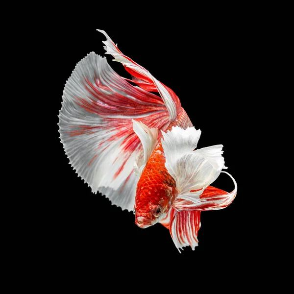 Peixe Betta Halfmoon Vermelho Betta Isolado Fundo Preto — Fotografia de Stock