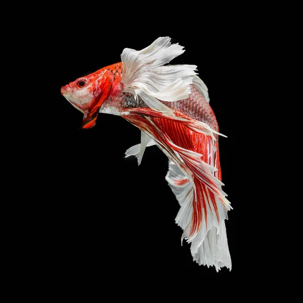 魚のベータ黒の背景に隔離された半月赤のベータ — ストック写真