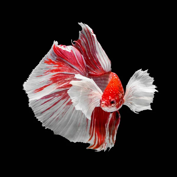 Peixe Betta Halfmoon Vermelho Betta Isolado Fundo Preto — Fotografia de Stock