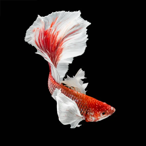 Fisch Betta Halfmoon Red Betta Isoliert Auf Schwarzem Hintergrund — Stockfoto