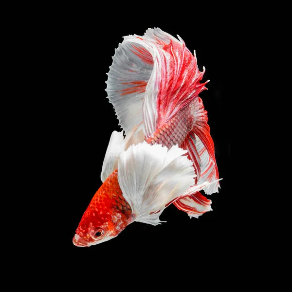 Peixe Betta Halfmoon Vermelho Betta Isolado Fundo Preto — Fotografia de Stock