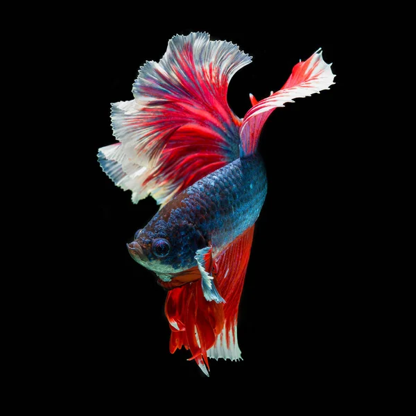 Peixe Betta Halfmoon Vermelho Betta Isolado Fundo Preto — Fotografia de Stock