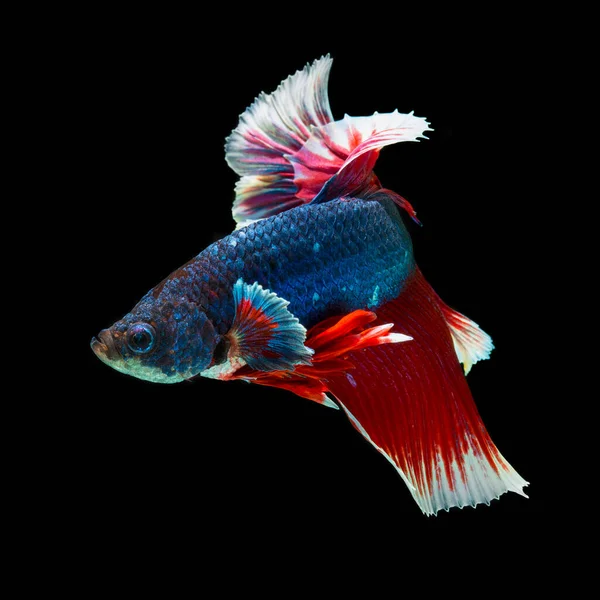 Peixe Betta Halfmoon Vermelho Betta Isolado Fundo Preto — Fotografia de Stock