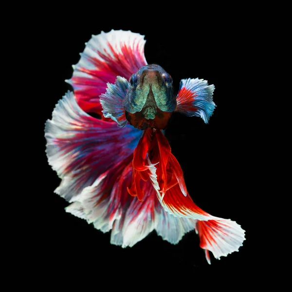 Peixe Betta Halfmoon Vermelho Betta Isolado Fundo Preto — Fotografia de Stock