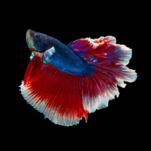 Peixe Betta Halfmoon Vermelho Betta Isolado Fundo Preto — Fotografia de Stock