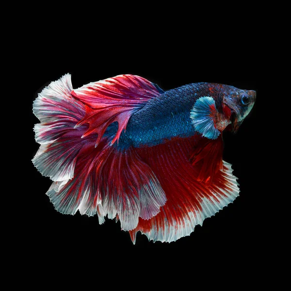 Peixe Betta Halfmoon Vermelho Betta Isolado Fundo Preto — Fotografia de Stock