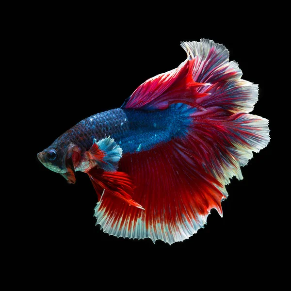 Fisch Betta Halfmoon Red Betta Isoliert Auf Schwarzem Hintergrund — Stockfoto