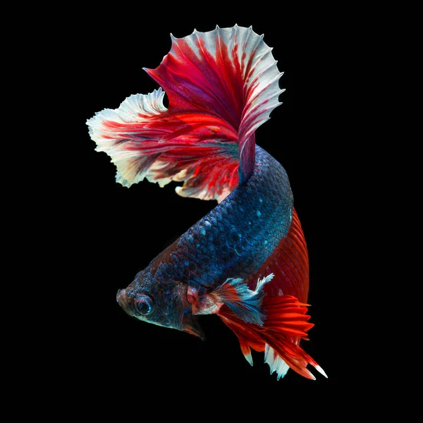 Peixe Betta Halfmoon Vermelho Betta Isolado Fundo Preto — Fotografia de Stock