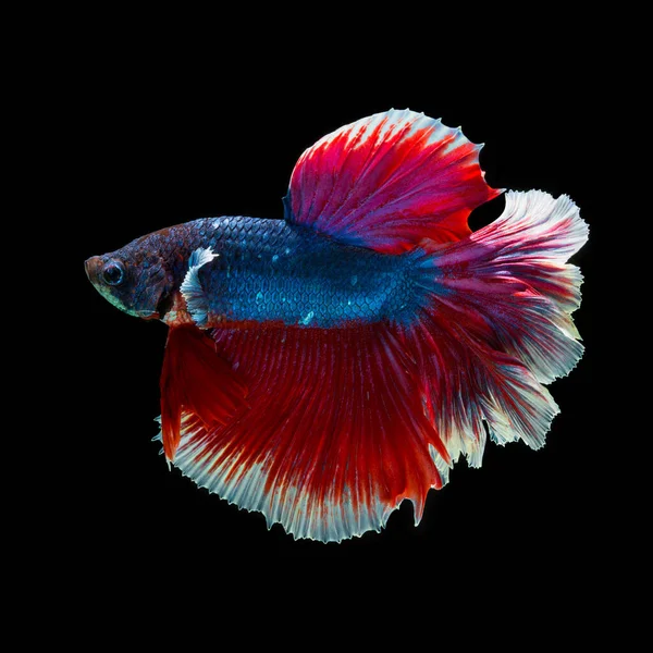 Peixe Betta Halfmoon Vermelho Betta Isolado Fundo Preto — Fotografia de Stock