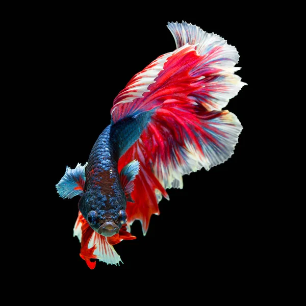 Fisch Betta Halfmoon Red Betta Isoliert Auf Schwarzem Hintergrund — Stockfoto